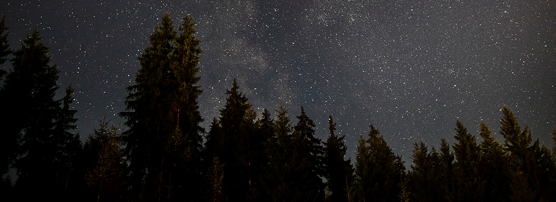 The night sky filled with stars, framed from below by pine trees in the dark.