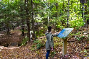 A woman in a forest at Belleayre looking at an educational sign. 