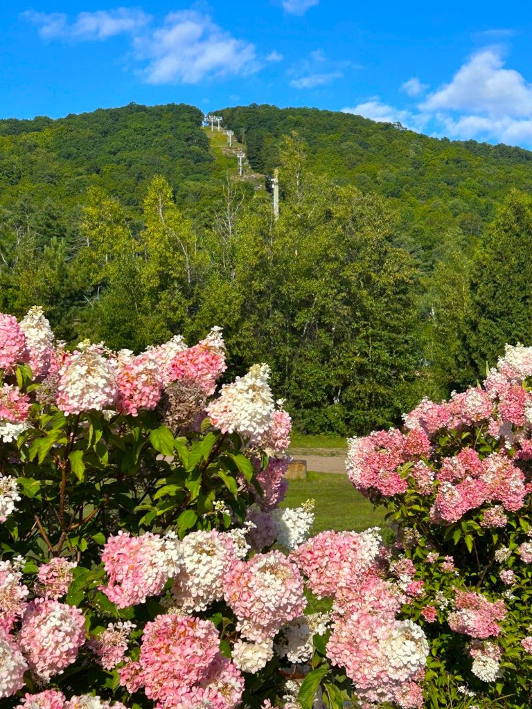 View from near the start area up the tree-covered mountain with pink and white flowers in the foreground.